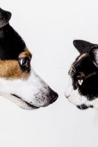 Read more about the article Understanding Chicken By-Product Meal in Dog & Cat Food: What You Need to Know